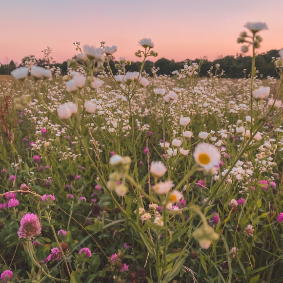 Meet your Posher, Elizabeth - Picture 1 of 1